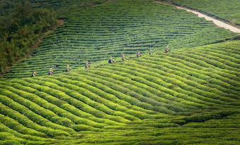 Ting San Rice Fields & Yard