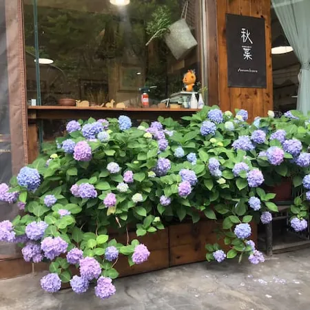 Qiuqiu Homestay