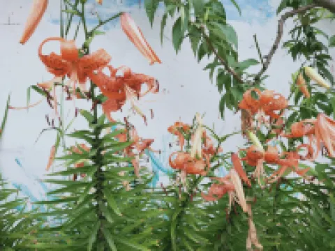 盤錦海軍農家院