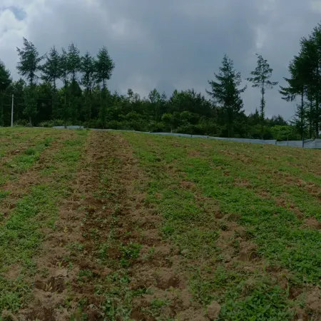Songlin Banshan Mountain View Homestay