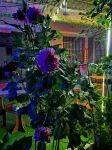 Shangli ancient town water bay green home stay Hotels in Shangli Ancient Town