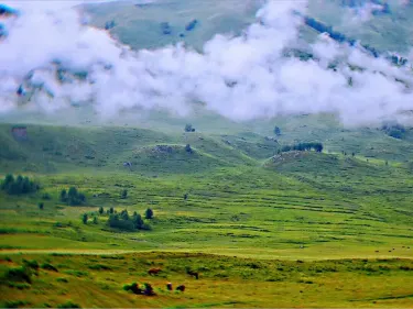 Recreativo Los Pinos Park