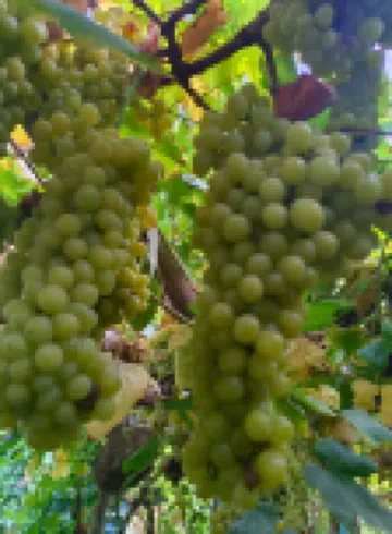 Fengxing Homestay (Putao Valley Scenic Area)