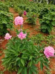 Chongyang Xizhuang Homestay - Mountain view