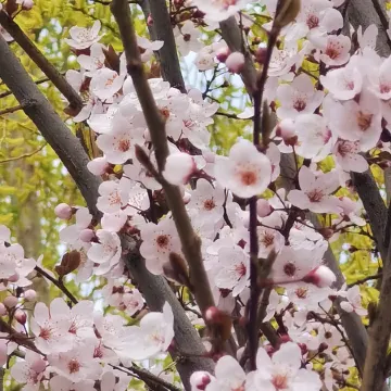 Basu Molv Reception Station