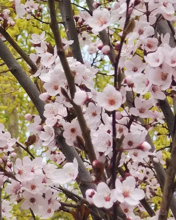 Basu Molv Reception Station Отели в г. Басу