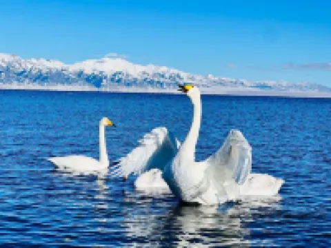 Sayram Lake Chaoke Glamping Hoteles en Bole