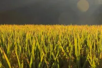 Houyuan Cottage  Homestay