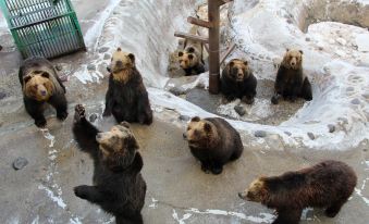 a group of brown bears are sitting on a snow - covered rock formation , with one bear facing the camera at Noboribetsu Grand Hotel