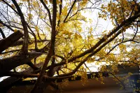 Ginkgo Village Hotels in Ginkgo Village