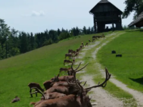 Hotel Svicarija ツェリェのホテル