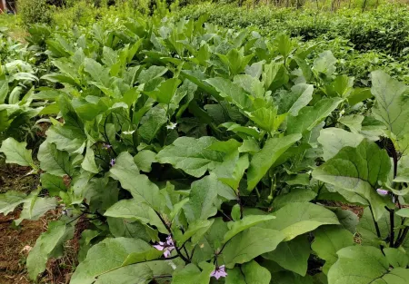 Hanlu Hostel Отели рядом с достопримечательностью «Guzhang Folklore Garden»