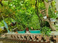 Fengxing Homestay (Putao Valley Scenic Area) - خدمة نقل من وإلى المطار