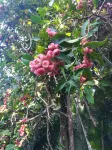 Wenchang Dongjiao Yelin Haiyelan Homestay Hotel a Dongjiao Coconut Forest Scenic Aera