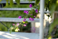 Wuyishan Biock Homestay