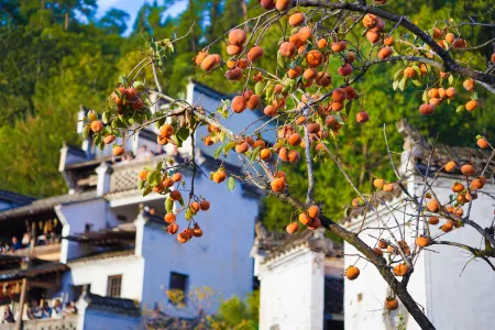 Yishan Jumeisu, Wuyuan, Wuling