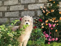 Daocheng Aden Danzeng Five Color Hotel Hotels near Rencun Village