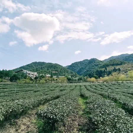 Xinfeng Senlai Dafeng Tea Manor
