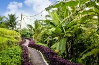 Bubble Hotel Bali Ubud - Adults Only Hotels in 
