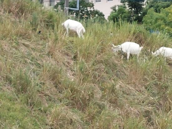 京王プラザホテル多摩 クーポン