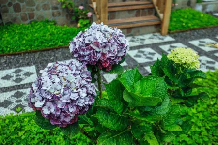 The Polumb Garden Bedugul Отели рядом с достопримечательностью «Роуз гарден»