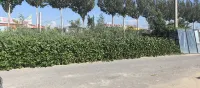 Panjin Hongtao Farmyard - 뷰
