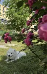 好彩ホリデイホテル（磨西鎮海螺溝冰川森林公園観光センター） - 駐車場