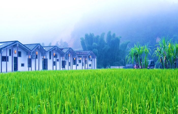 Heduli Paddy Field Homestay