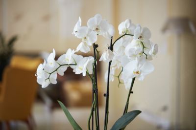 共有エリア ブリストル ホテル オパティアの写真