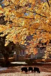 Datcang Homestay (Kangding Xinduqiao Town) Hotels in Kangding