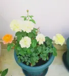 黃果樹全家福飯店