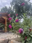 Pearl pear house Hotels near Ruoliao Yuanshilin