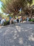 Horse Country Resort Congress & Spa - Hotel Ribot Hotel a Torre dei Corsari