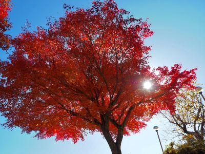 ホテル周辺 ホテルアソシア高山リゾートの写真