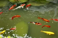 Fan Yu·Nanshe Guesthouse (Yunshe Scenic Area Branch), Fanjing Mountain - Water Park