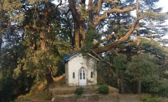 Tree of Life Grand Oak Manor Binsar
