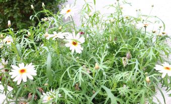 Shangri-La Guiman Designer Publicly-maintained Homestay