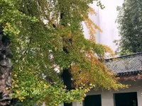 成都澄舍ホテル（溫江大学城西南財大） 西南財経大学 (柳林キャンパス)周辺のホテル