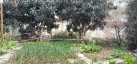 Tea Reasonable Homestay