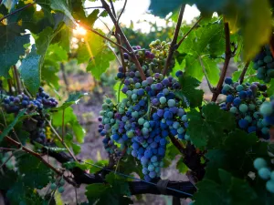 Longting Vineyard