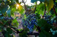 Longting Vineyard Hotels in Yantai