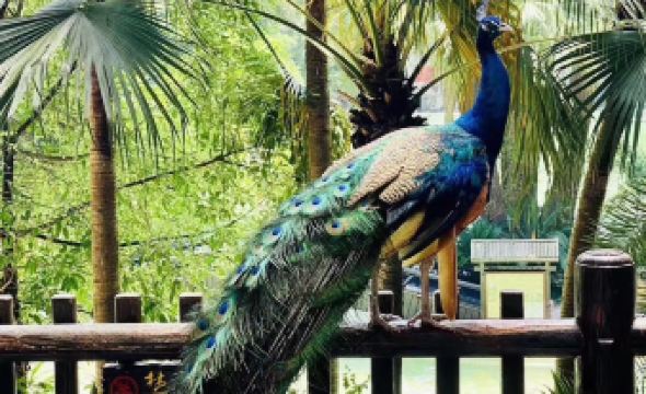 Tianci Huatang Forest Hot Spring Resort Hotel (Chongqing Lushan Branch)