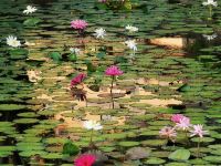 汕尾莲花山温泉度假村 - 酒店附近