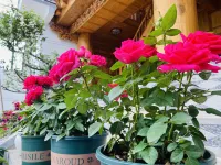 Shangri-La Yangkuo Chinese Inn Homestay Hotels in der Nähe von Pudacuo National Park