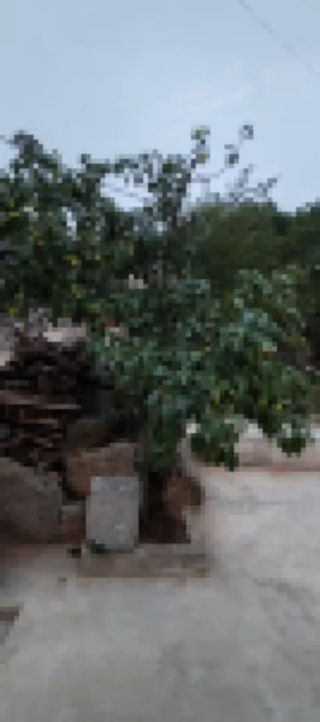 涉縣紅薯坡民宿