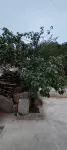 Shexian Hongshupo Homestay