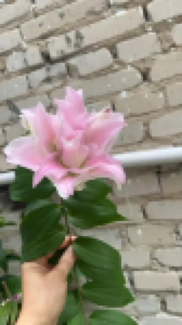 芒果飯店（利川火車站店）