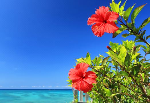 미스터 .킨조 그랜드 캣츠