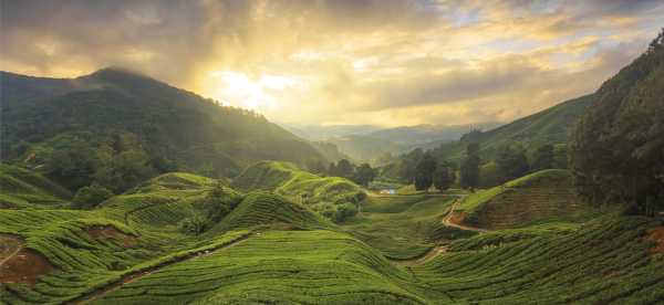 Hotel terbaik di Cameron Highlands