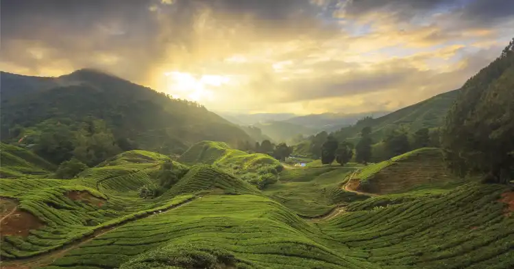 Hostels in Pahang, Malaysia